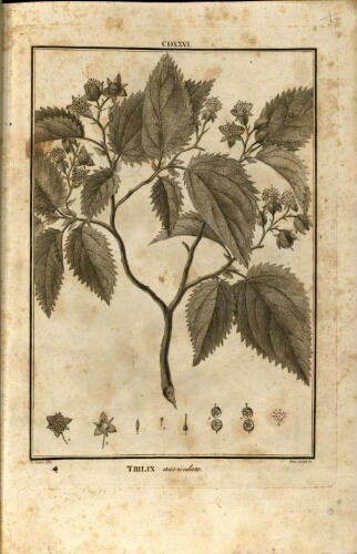 Flora peruviana, et chilensis. T. 5