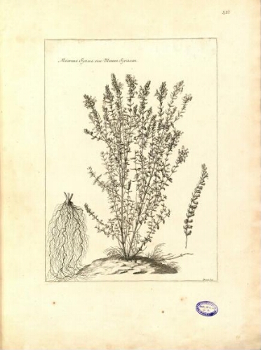Recueil des plantes Gravées Par ordre du Roi Louis XIV [vol. 3]
