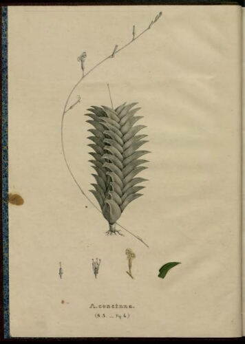 Monographia generum Aloes et Mesembryanthemi. Vol. 4
