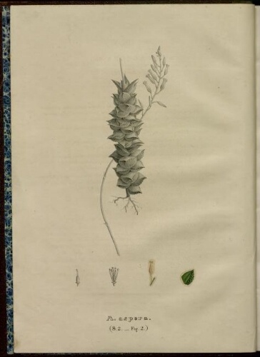 Monographia generum Aloes et Mesembryanthemi. Vol. 3