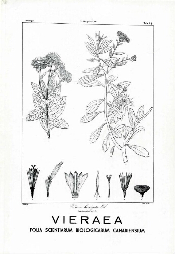 Vieraea. Vol. 2 (1)