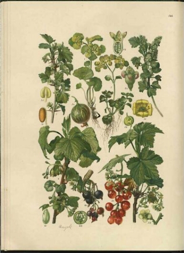 Illustrierte Flora von Mittel-Europa. 4 Band (2. Hälfte). Dicotyledones (1 Teil) [Continuación]