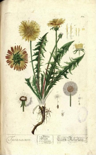 Herbarium Blackwellianum [...] Centuria VI