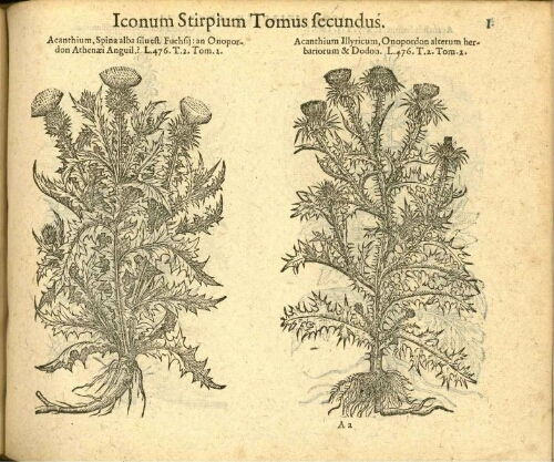 Icones stirpium [tomus secundus]
