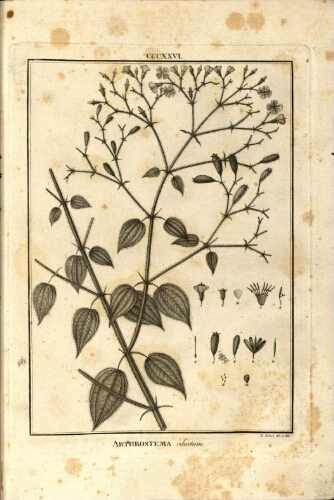 Flora peruviana, et chilensis. T. 4