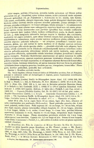 Sapindaceae VI (Bogen 71-80). In: Engler, Das Pflanzenreich [...] [Heft 98f] IV. 165