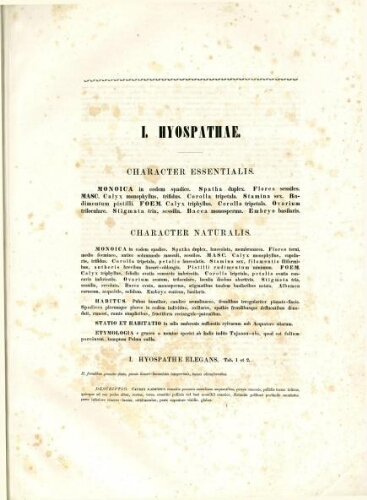 Historia naturalis palmarum. Volumen secundum