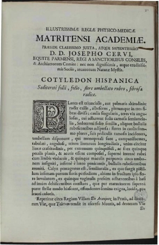 Cotyledon Hispanica