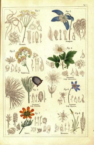 Deutschlands Flora [...] [Atlas]
